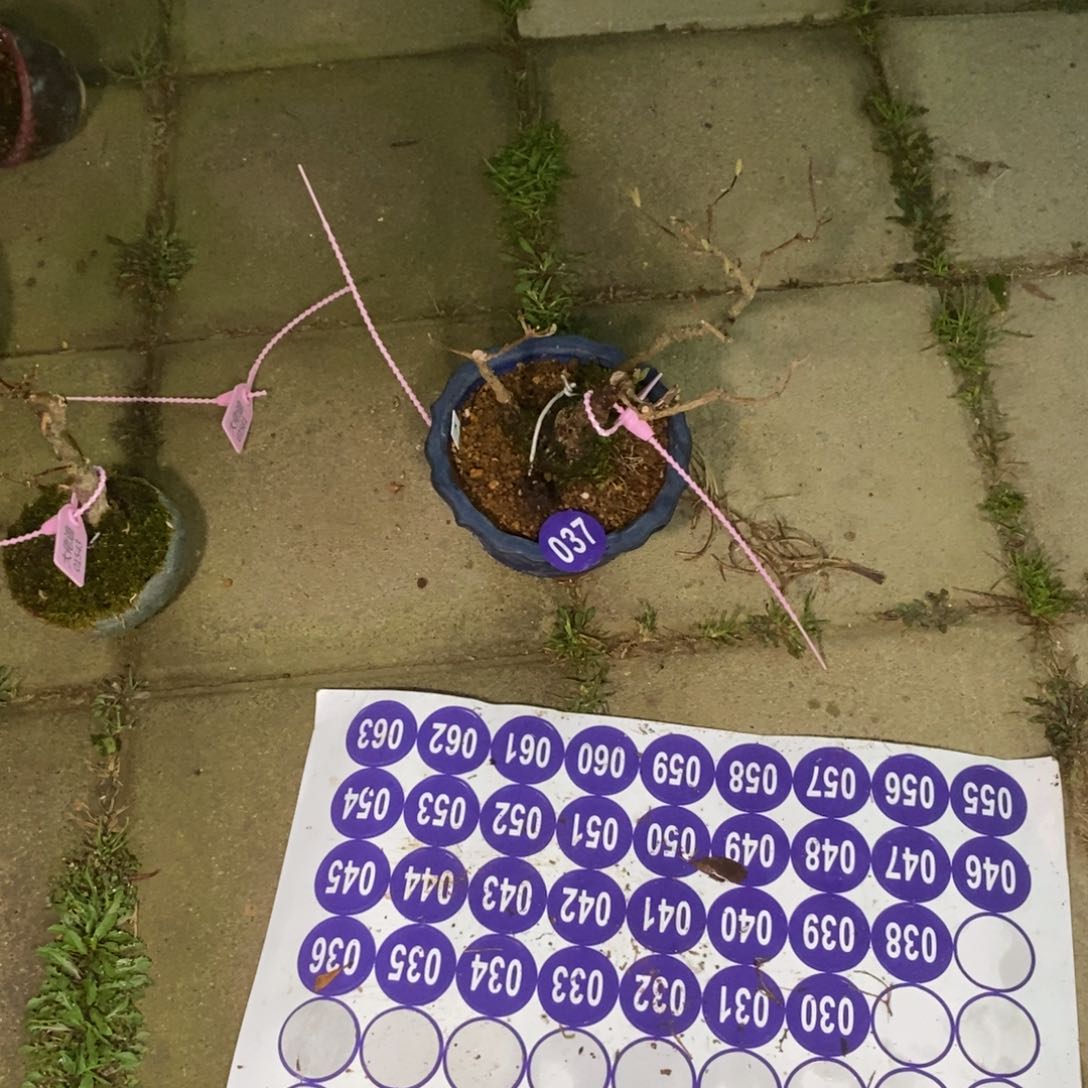 红陶༺****༻红红火火过大年037