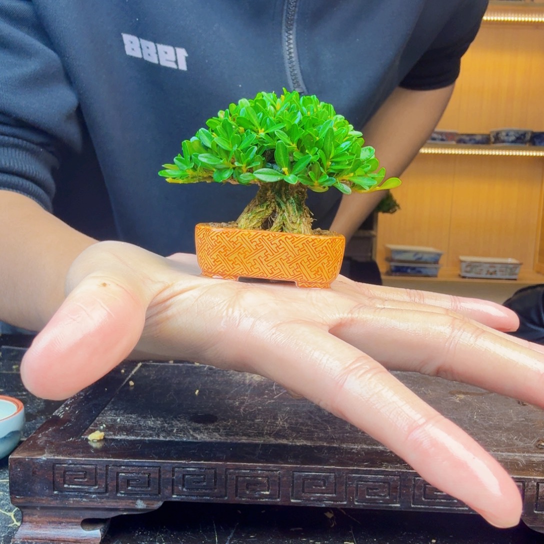 小***子无花朵黄杨盆景一物一拍