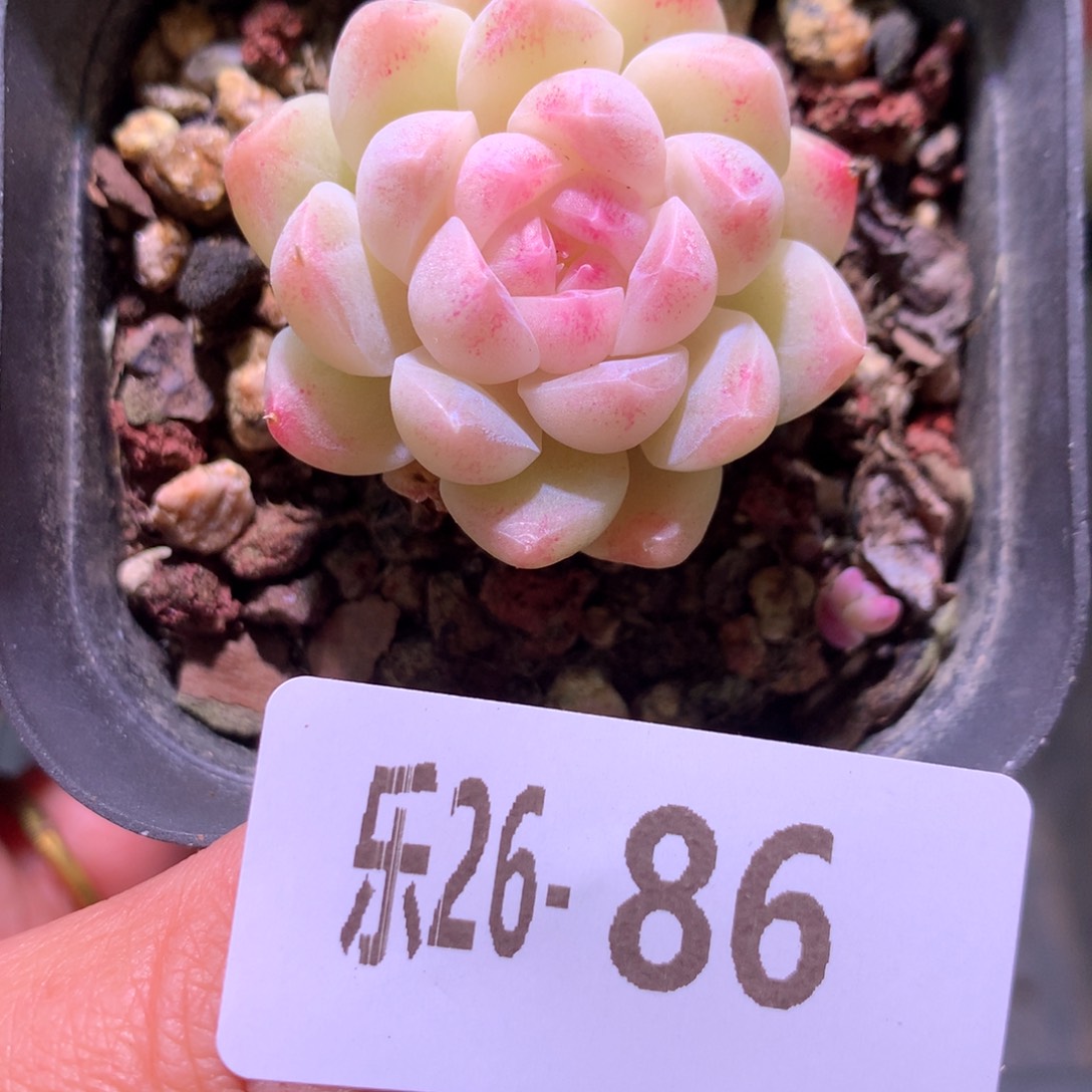 乐然26-86 明月心 