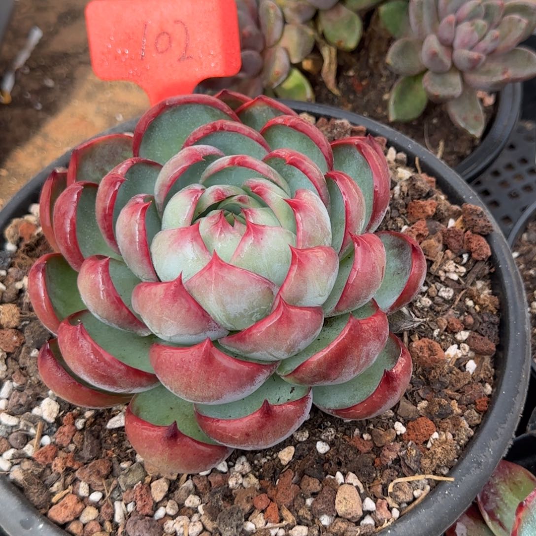 惊鸿一物一拍包装收缩花旱102