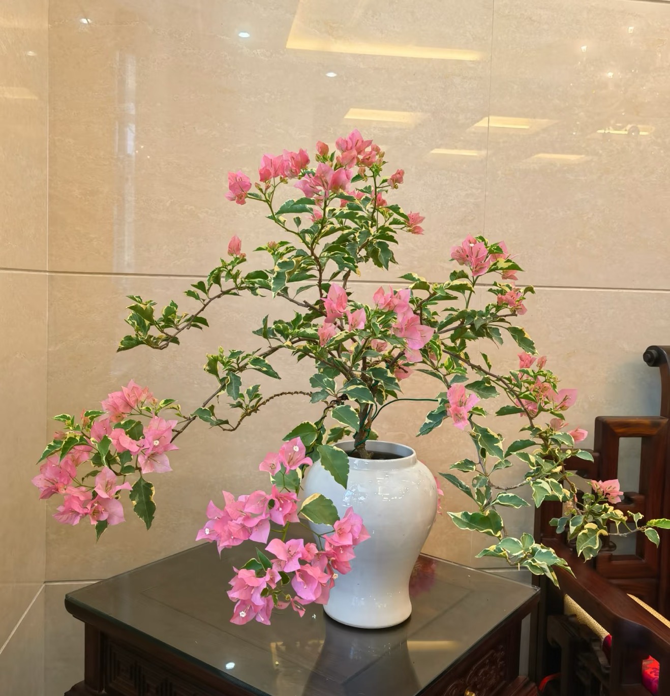 【金边蜡染粉】赏花观叶耐活带盆土观赏三角梅