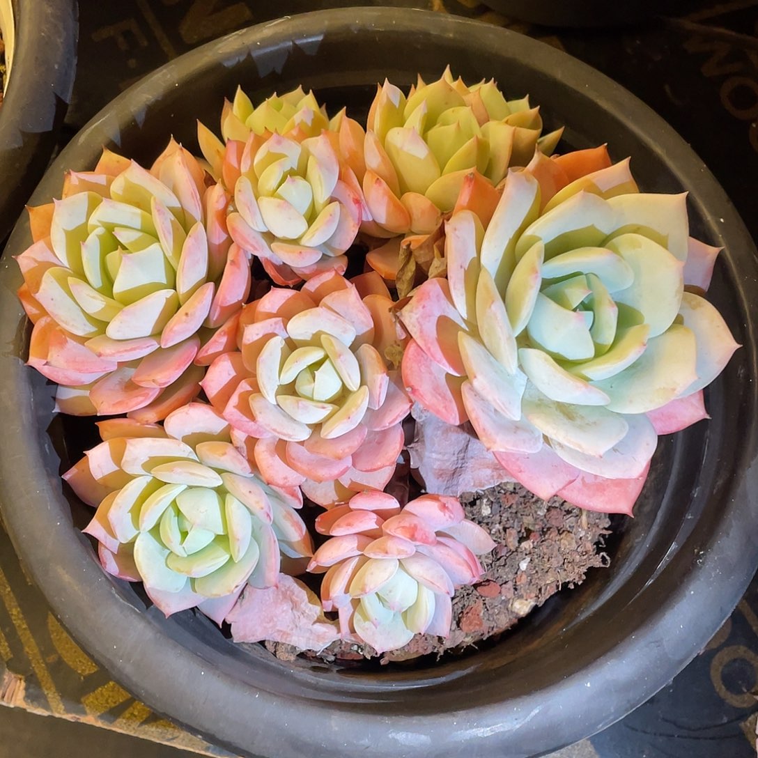 多肉植物一物一拍