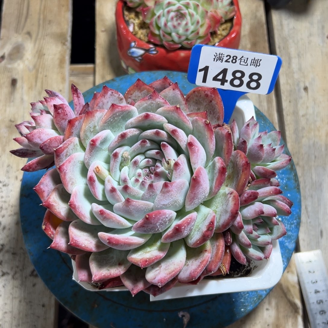 1488原始卡罗拉多肉，冠服18