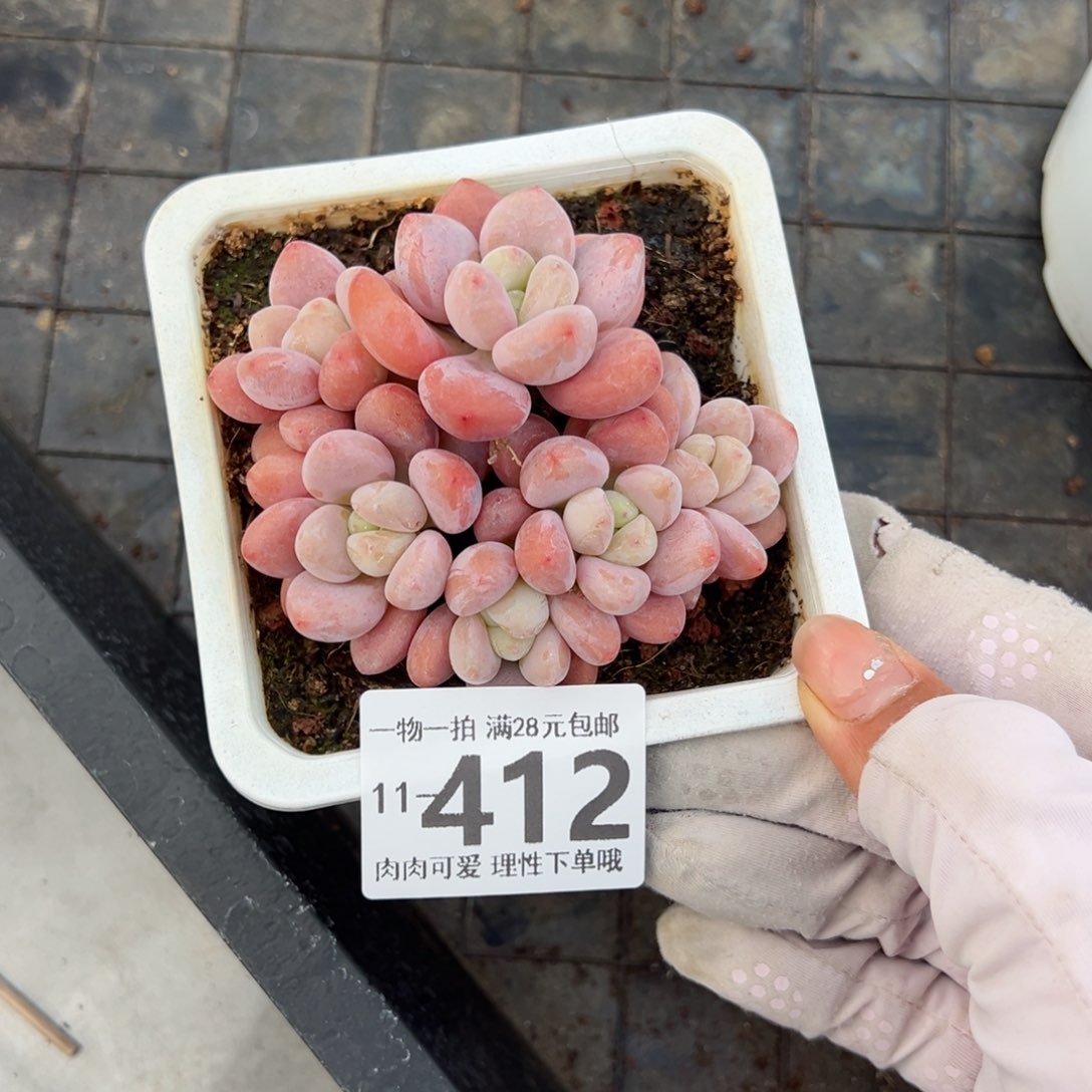 红洛神多肉多肉多肉多肉