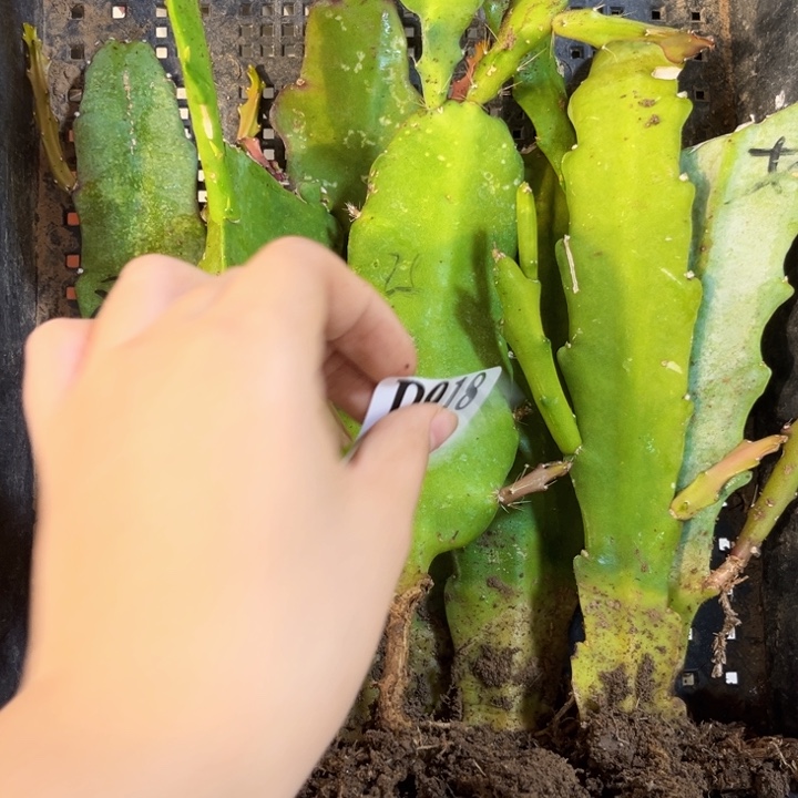 当前无花栽培后可以开花918