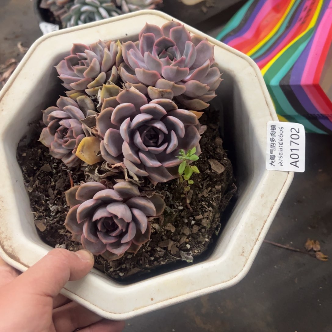 1702一物一拍菲欧娜