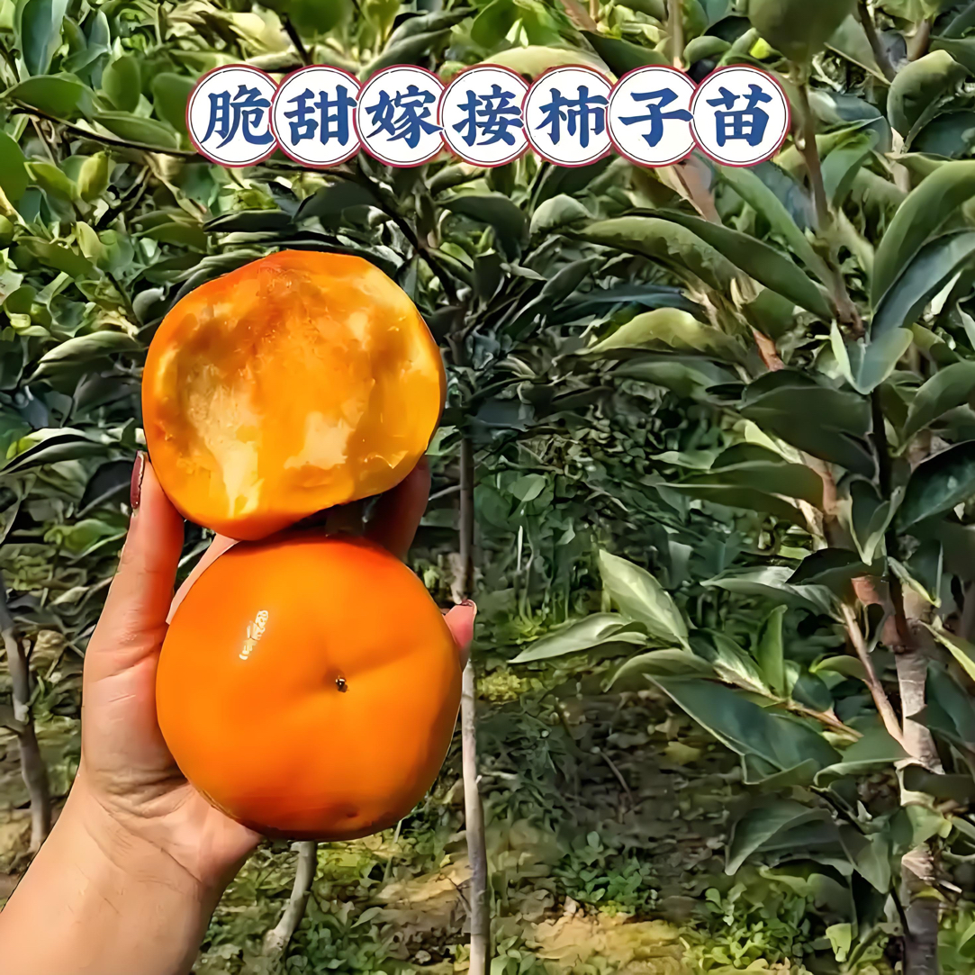 正宗产地直发一物一拍脆甜柿子新鲜现摘应季水果硬柿
