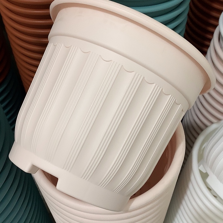 罗马口24高20粉4个