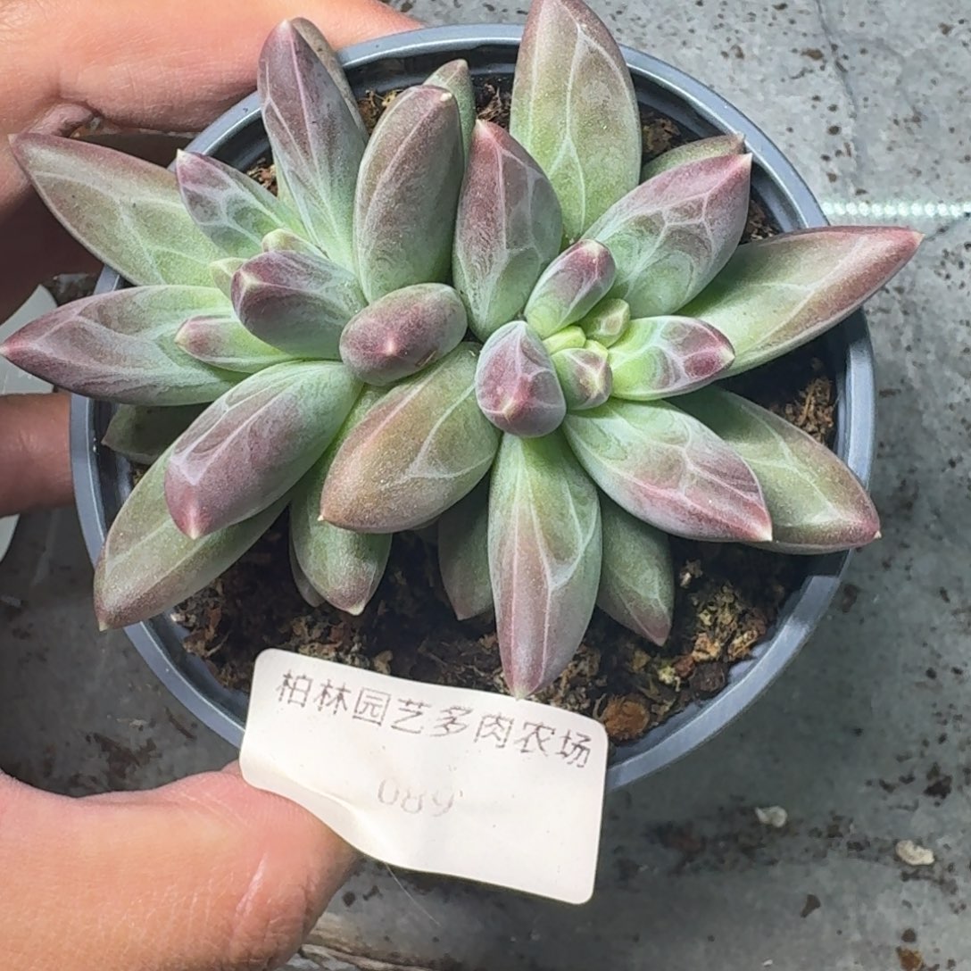 089 美人杂交 一物一拍