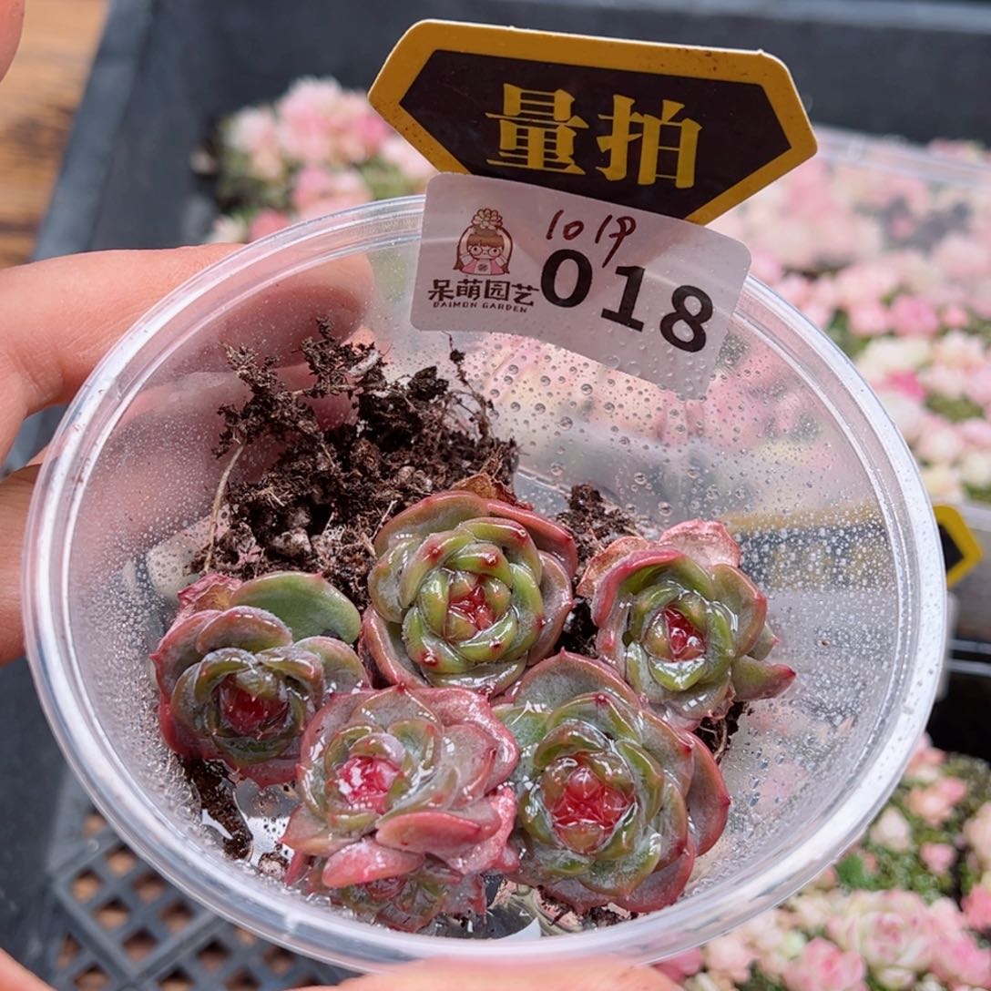 多肉植物多肉植物