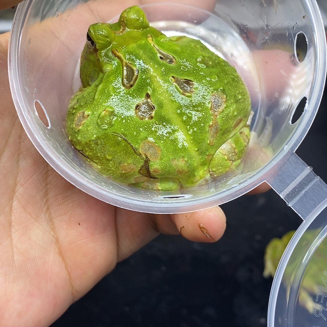 角蛙秘鲁种蛙带盒