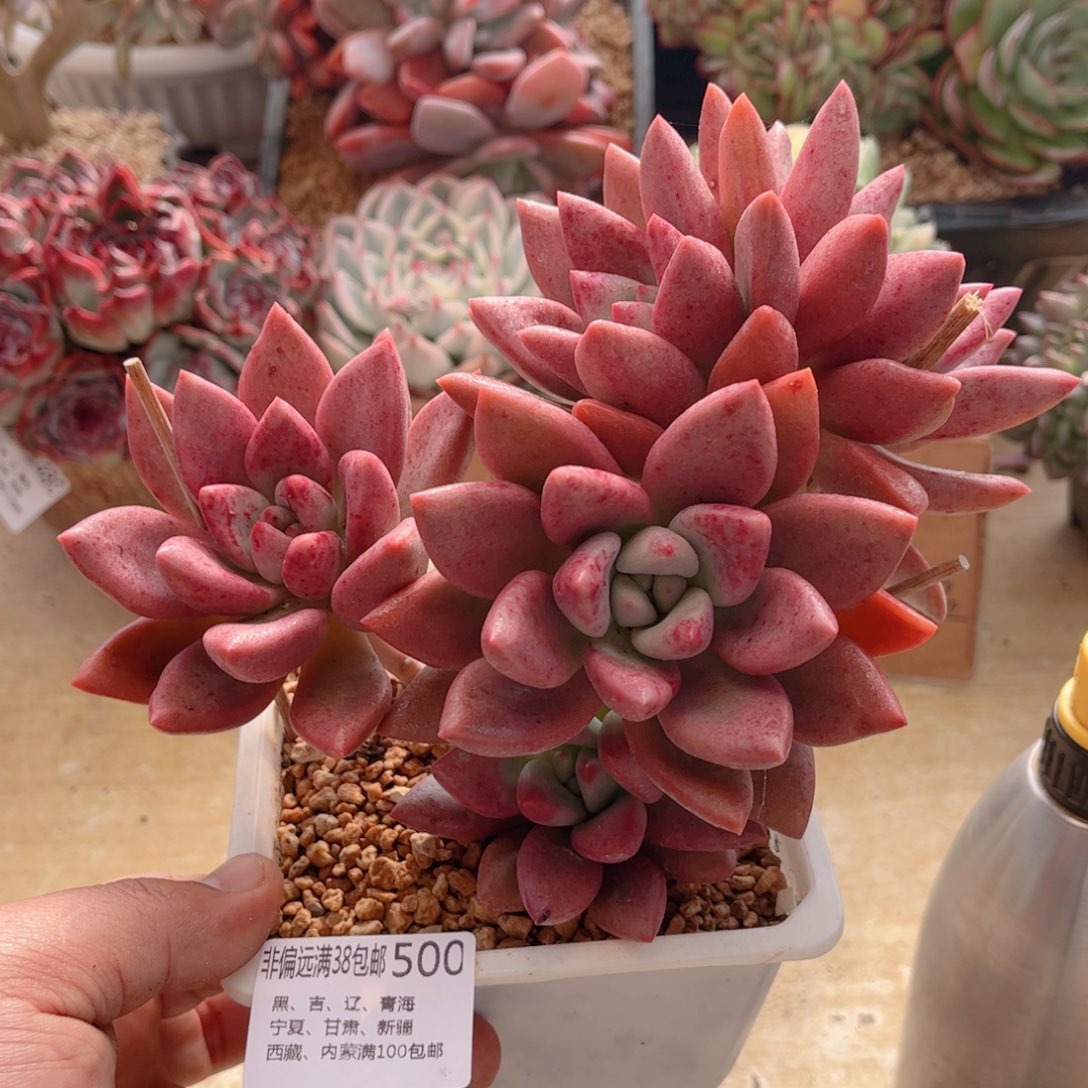500桃花源德华多肉