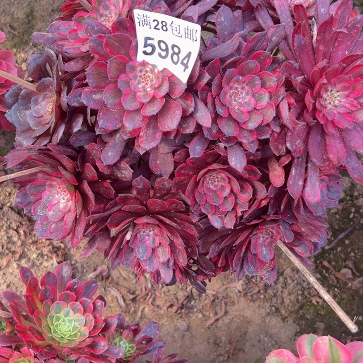 5984紫霞多肉植物