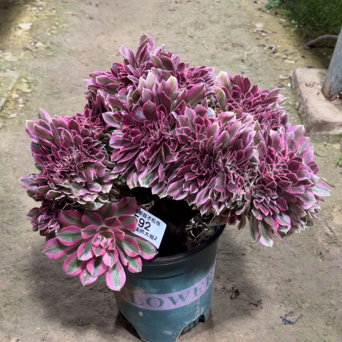 592粉女巫缀化多肉植物法师