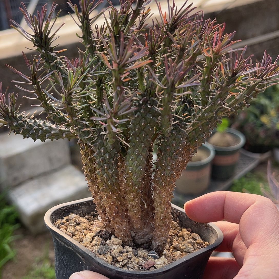蜘蛛丸大老桩一物一拍
