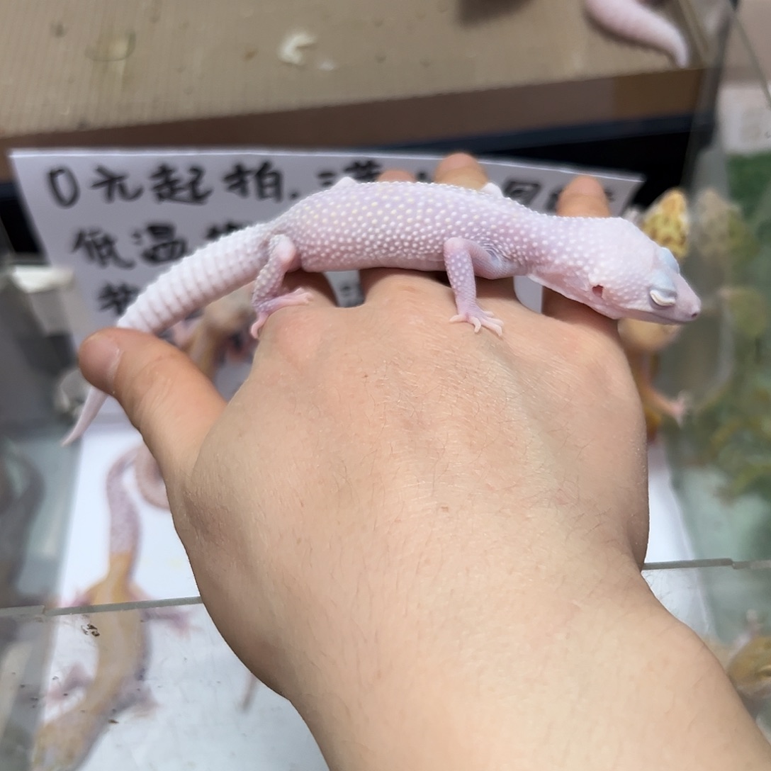 豹纹守宫豹纹守宫