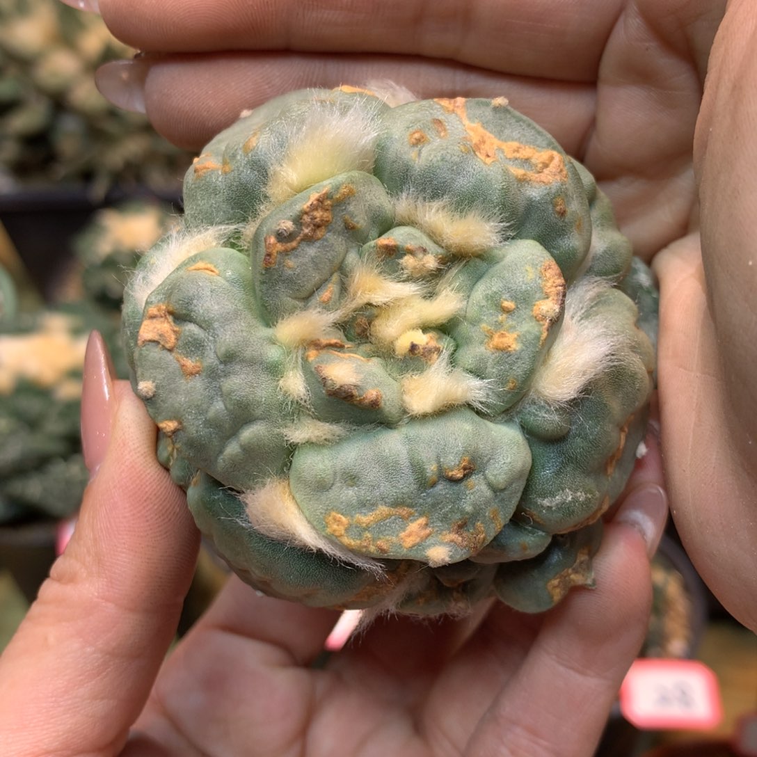      45号 苗接 战损版 怒涛6.5公分 无根