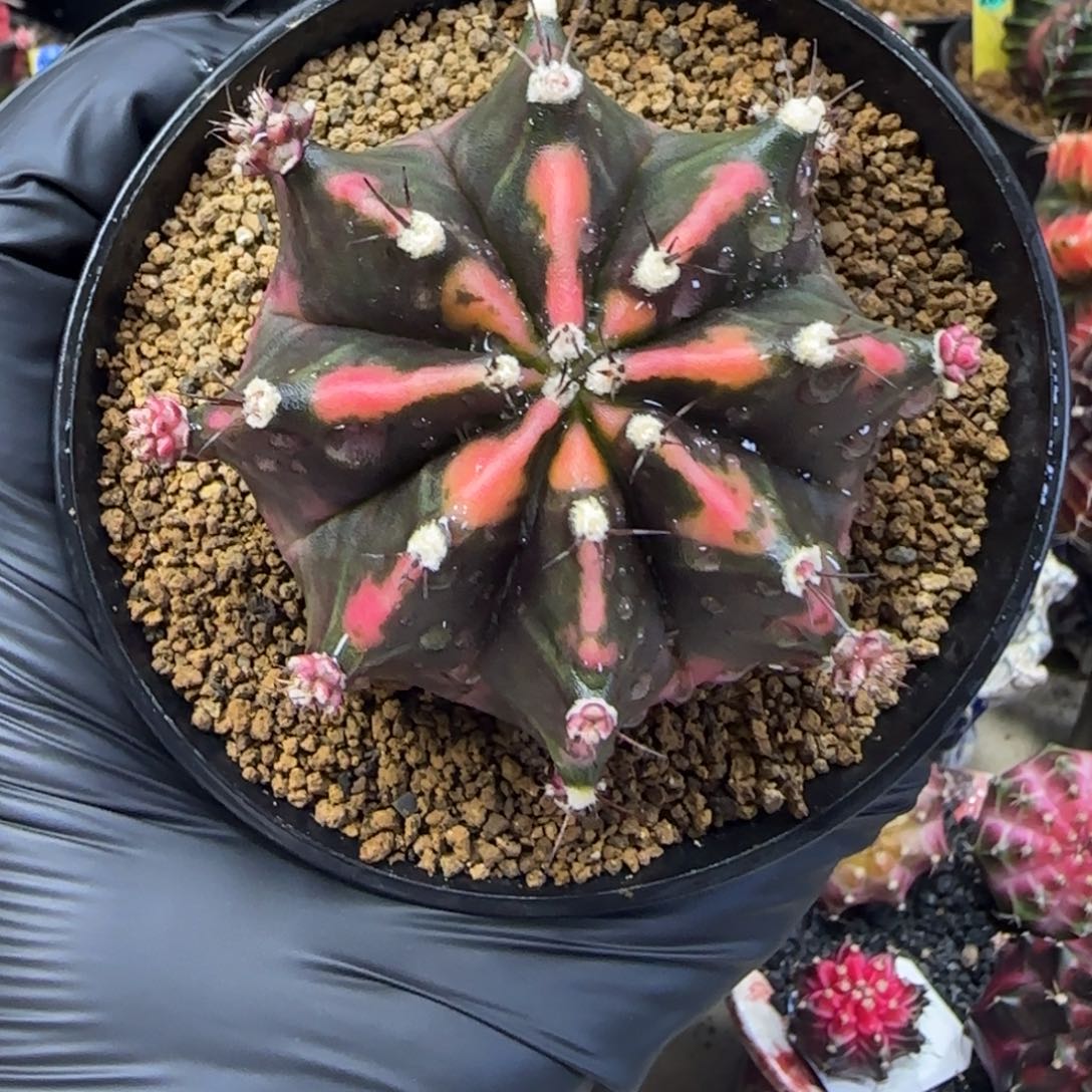 泰系米哈锦粉背带盆土发货