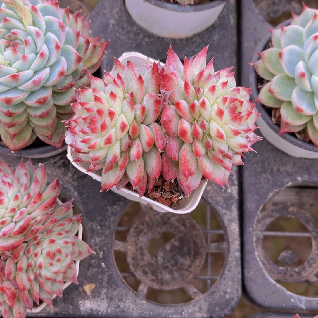 桃夭9公分99999999