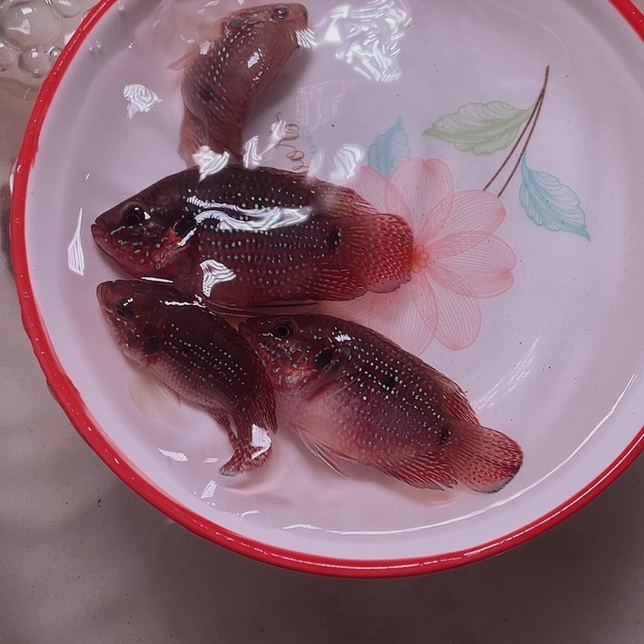 红宝石鱼雪钻红宝石4条
