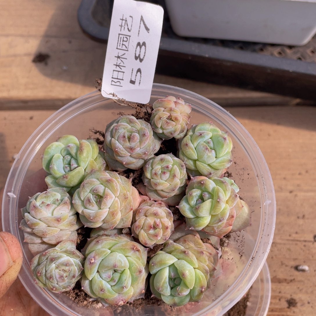 多肉植物多肉植物587