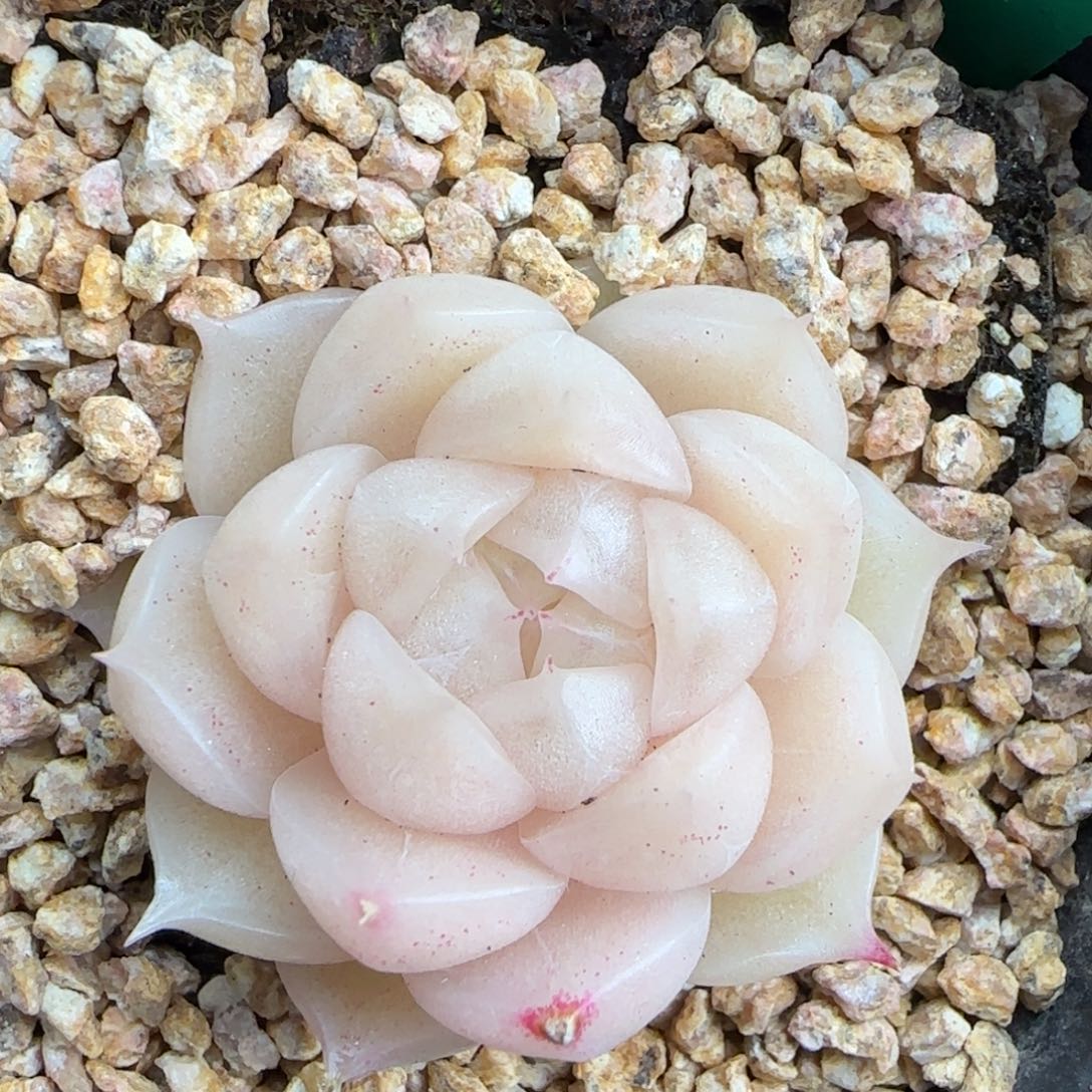 多肉128   麦秆不包整     6厘米盆   h