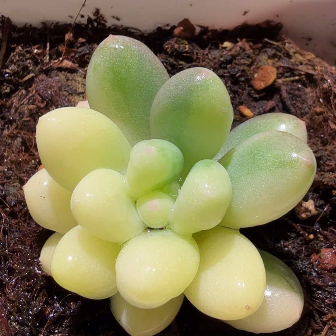 奶酪锦，多肉植物