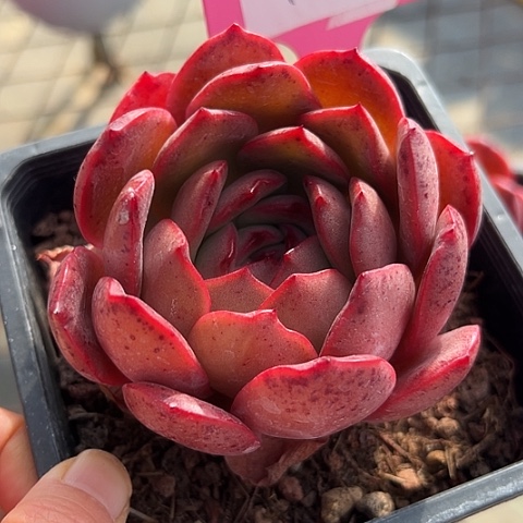 13麦单娜一个脱土多肉