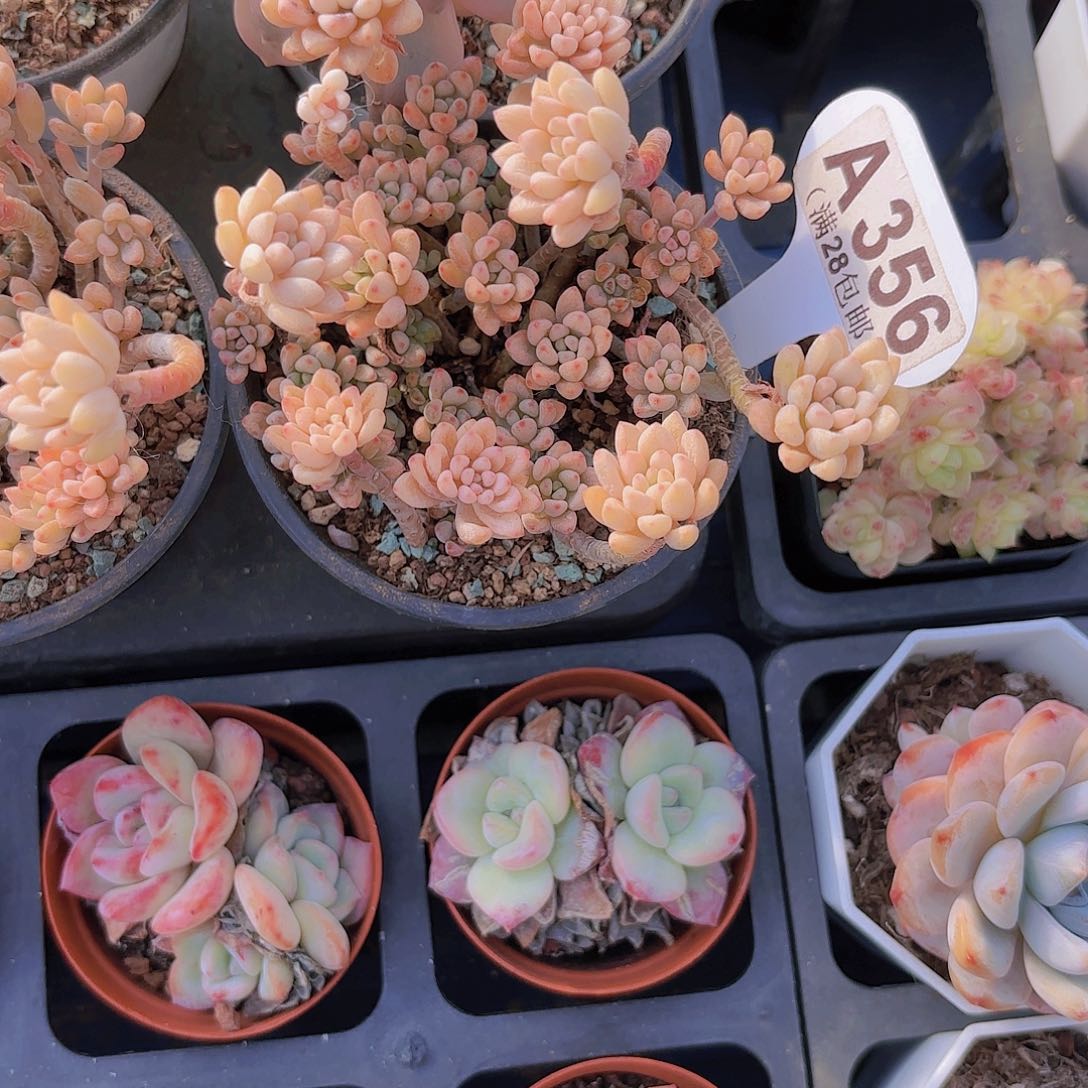 A356绿豆锦一物一拍