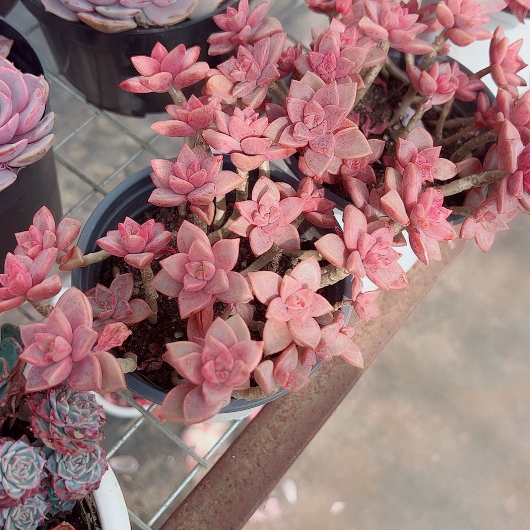 姬胧月散装带盆土精品二盆