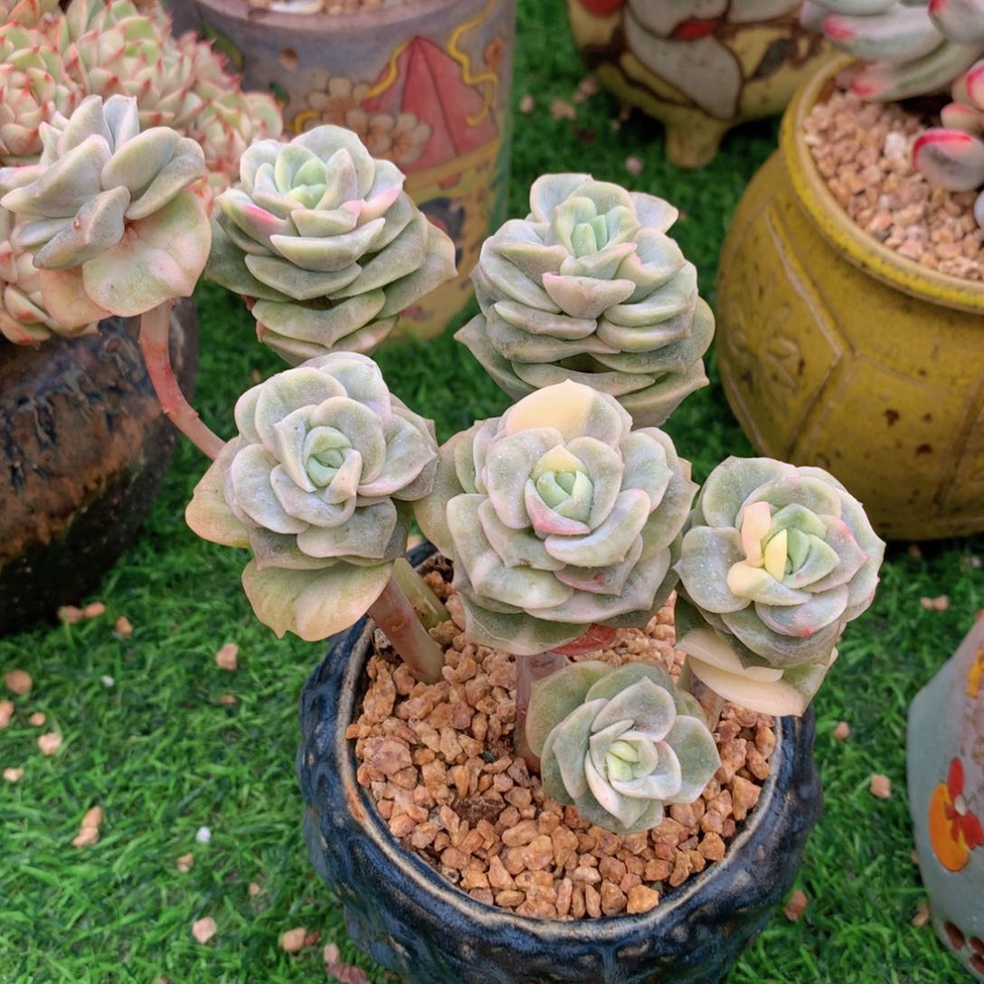 可爱玫瑰锦12 公分一物一拍