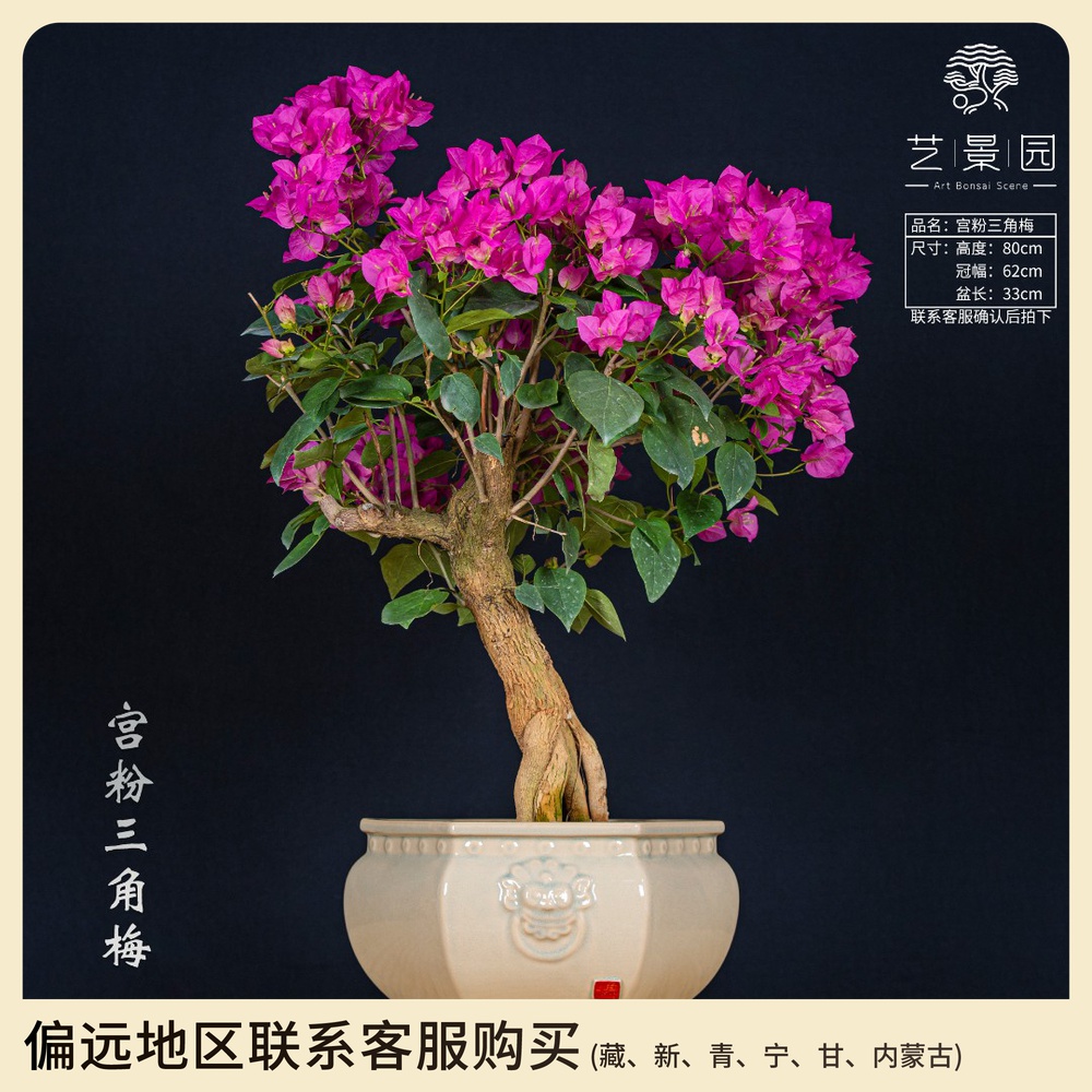 【艺景园·世农】通用链接一物一拍精品高端盆景艺术三角梅（780）