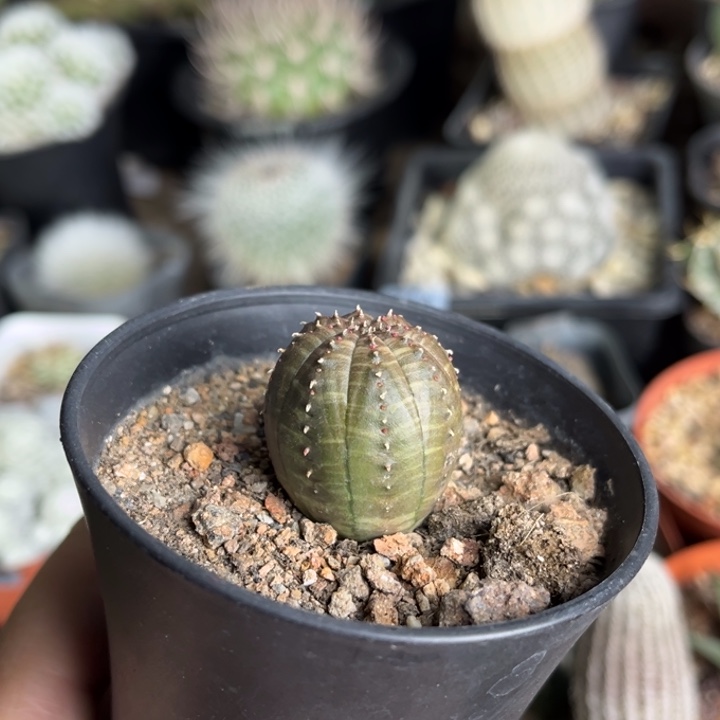 仙人球一物一拍实生