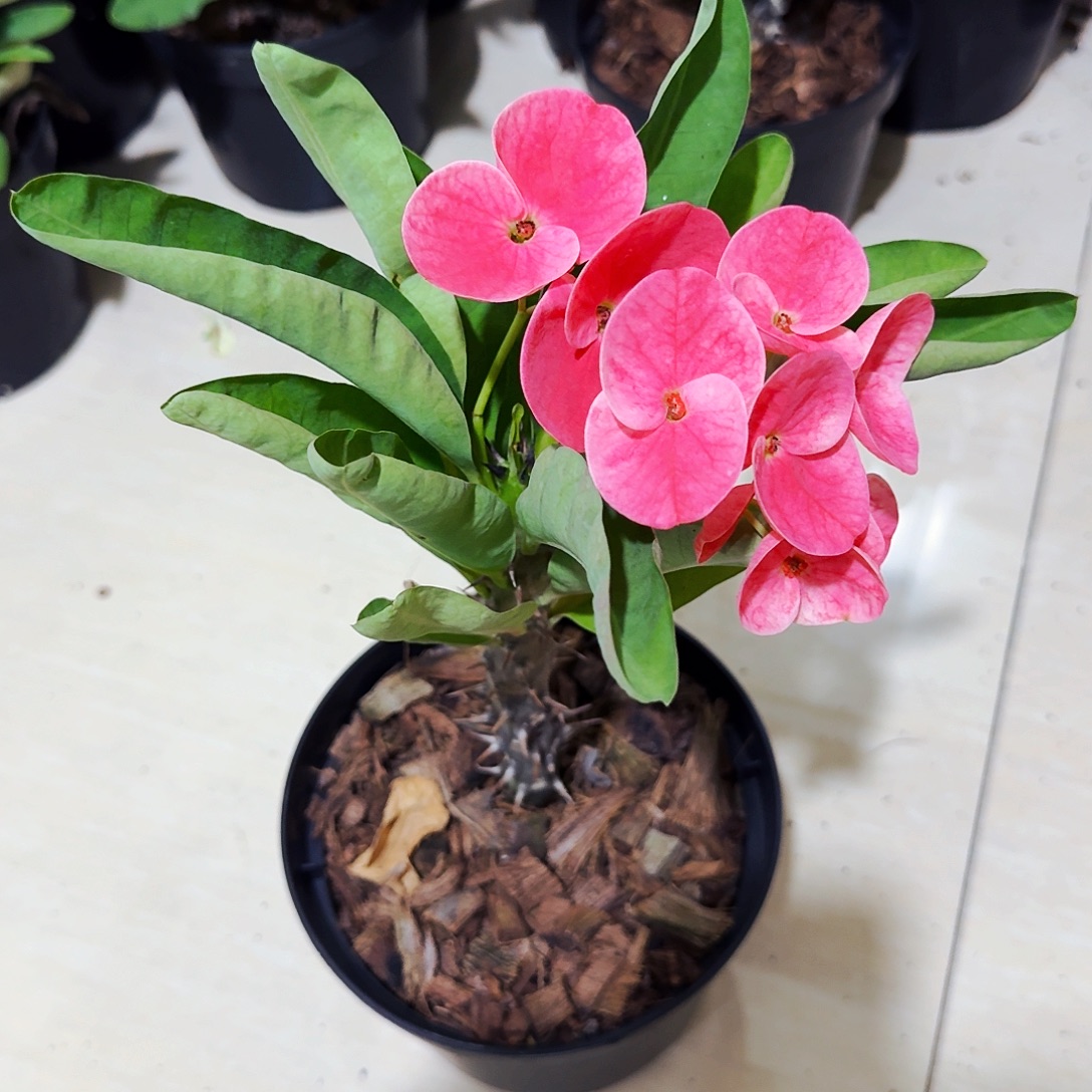 用***6完全开放罗密欧直播间一物一拍