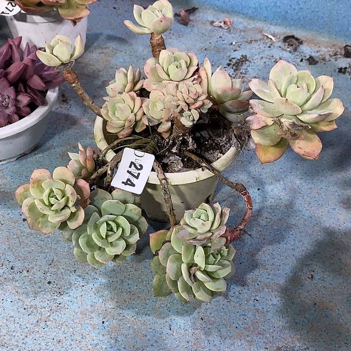 血***怕274恋曲多肉植物多肉