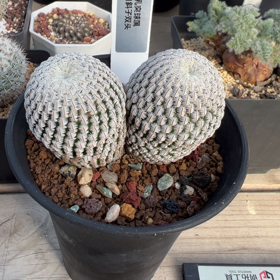 维***贝117实生根白斜子多肉植物带盆土