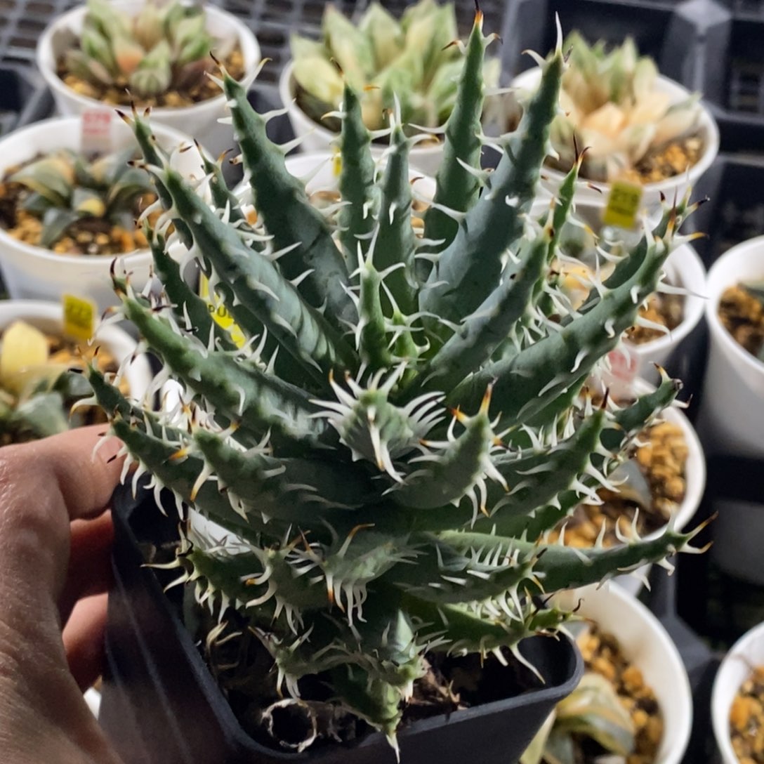黑魔殿硬叶多肉植物