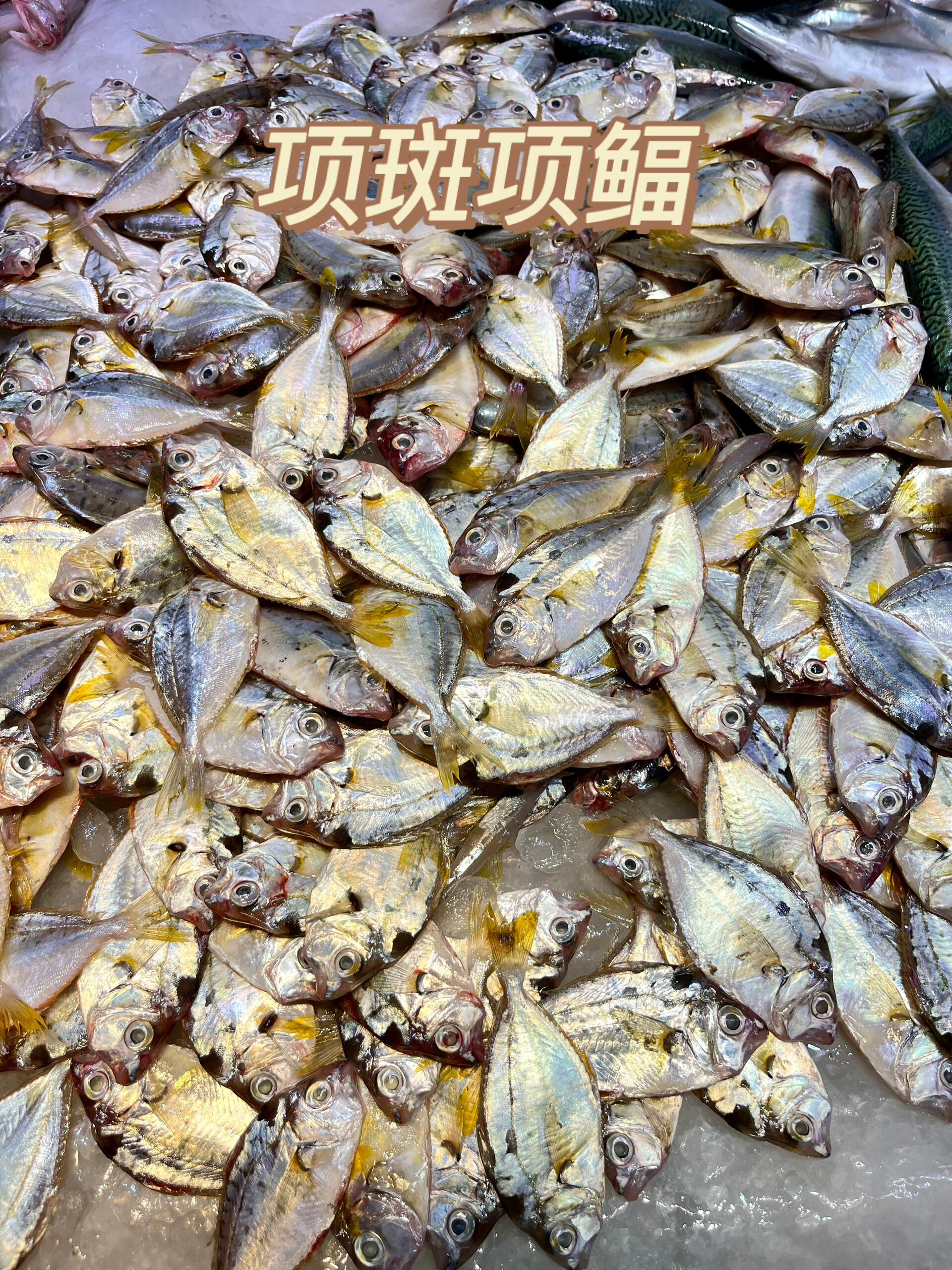 广东汕尾本港野生油立鱼（金钱仔）煲汤届天花板来南海域新鲜海鲜