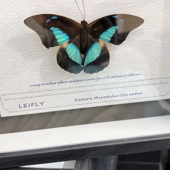 明***心蝴蝶标本定制700@