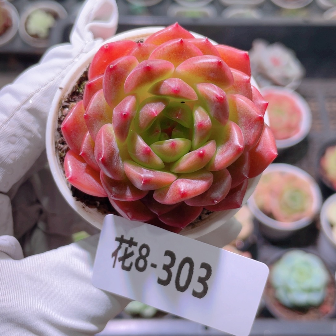 花利美8-303灵翠 