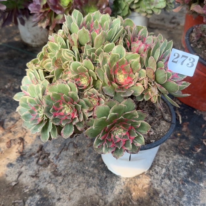 273两单包邮莲花座。       