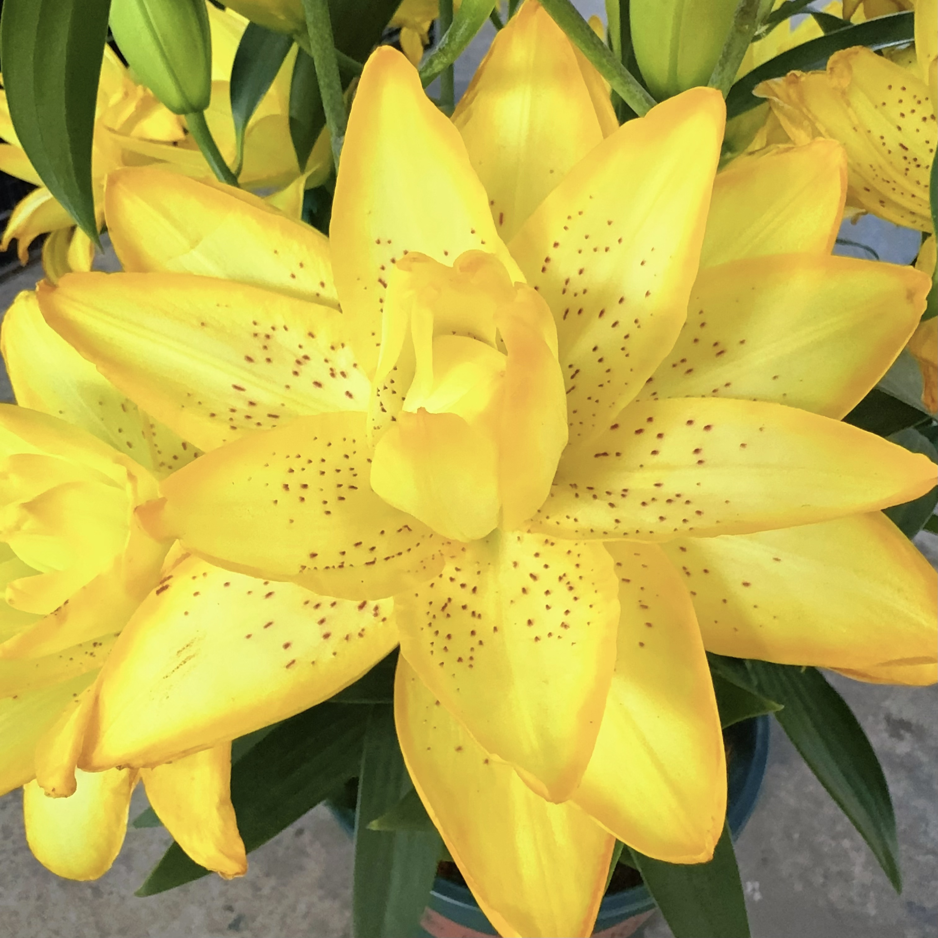 【琥珀千层】16/18周长耐寒好养重瓣香水百合种球阳台庭院种