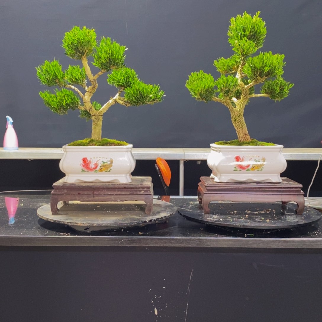 绿植黄杨盆景雀舌软枝