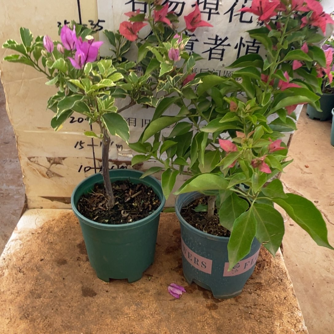 当前无花朵，栽培后可花朵12h2