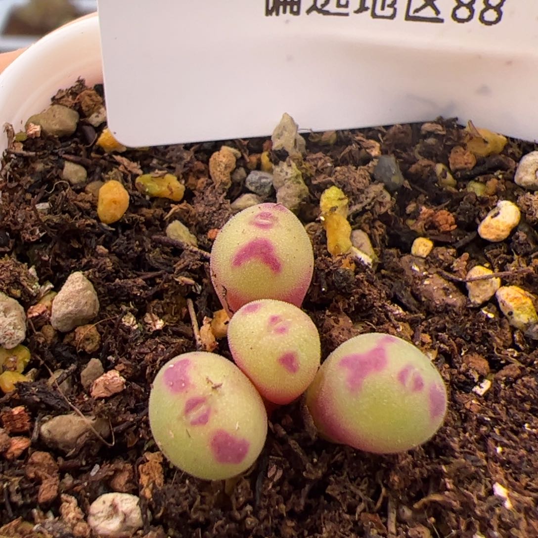 173号艺妓嘴2.8多肉