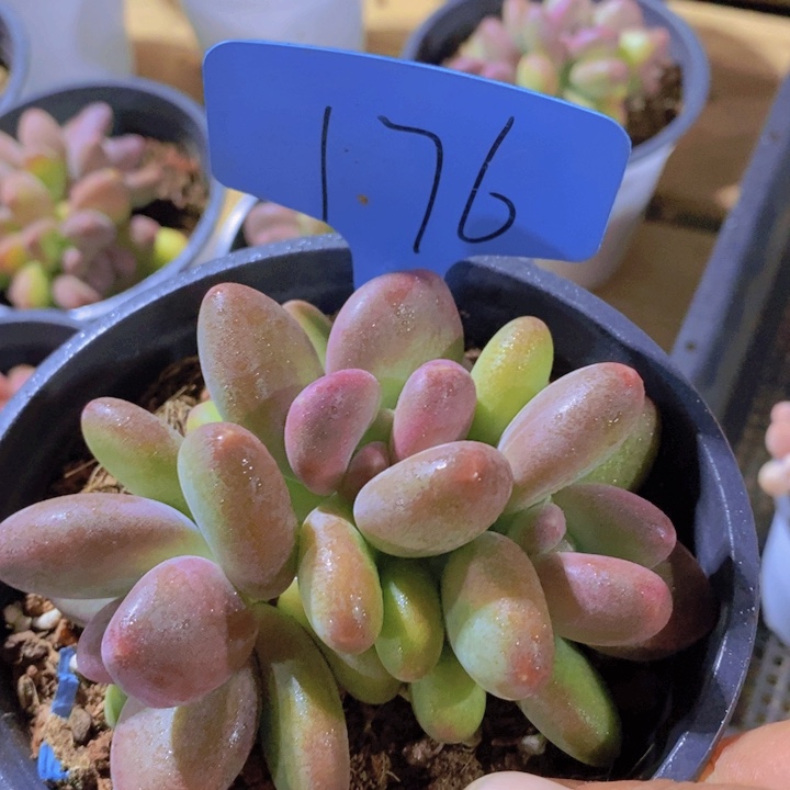 我自己在网上给他们