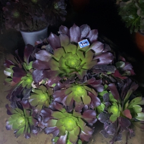 瓯紫多肉植物924号