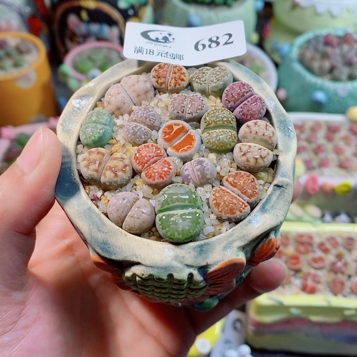 生石花花花花花花682