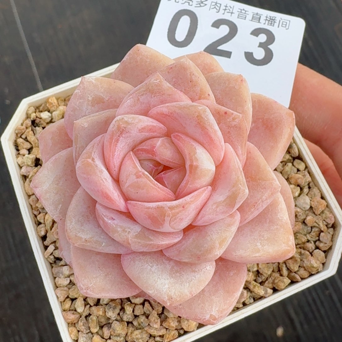 孤品         精品多肉