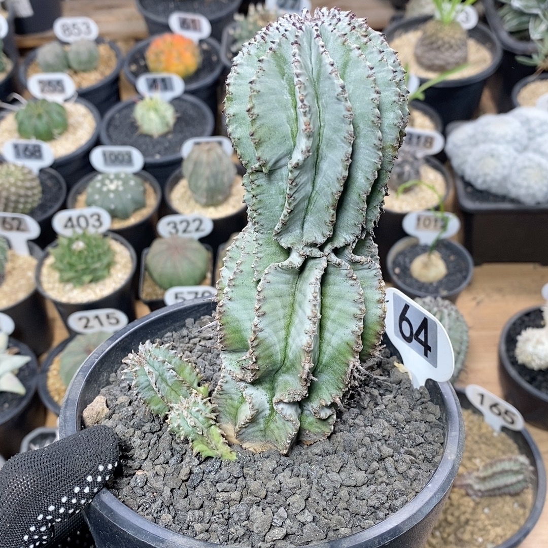 64号实生白衣魁伟玉高度15cm